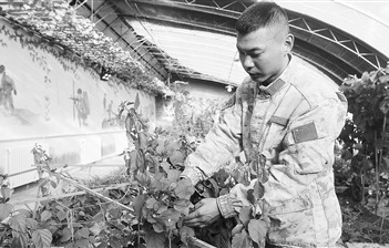 克克吐鲁克边防连温室大棚内，三角梅傲然盛开。张  洋摄